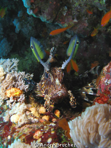 Scorpion fish in the creu of a rock by André Bruchez 